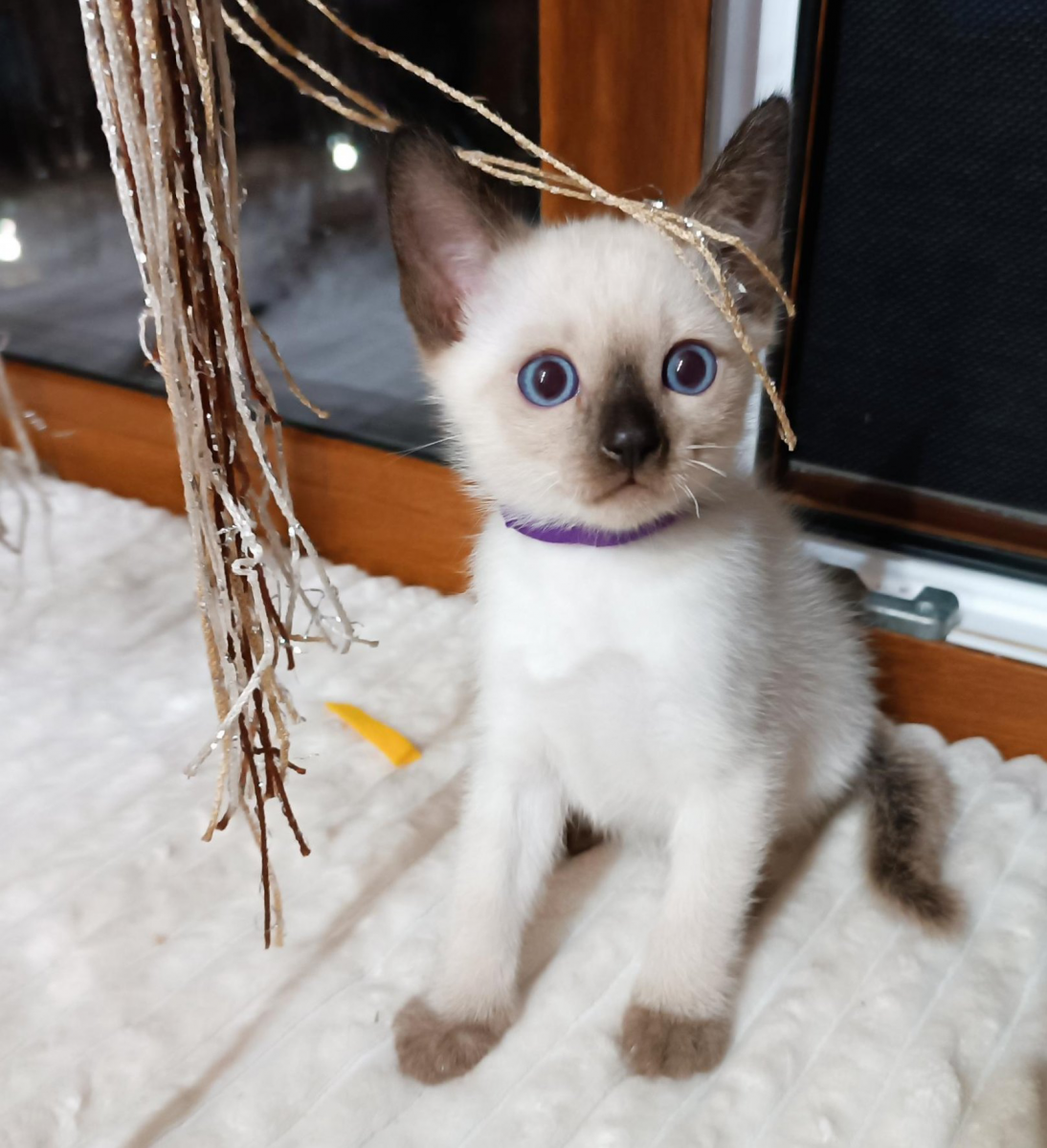 Питомник тайских кошек | Котята